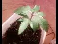 new vid of weed plant