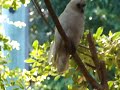 King Parrots and Corella feeding