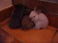 B�b�s lapins - A voir quand on est malheureux