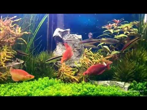 how to control algae in fish tank