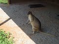 Kangaroo Center