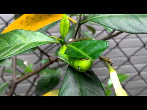 how to eliminate oleander caterpillars