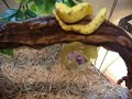 Reptiles Eating- Feeding Day Reptiles Eating- Feeding Day