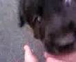baby puppy