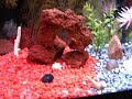 55Gallon Fish tank, First video with new Nikon L100