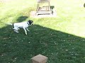 Zach's Ball Chase.AVI
