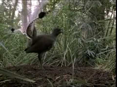 Lyrebird
