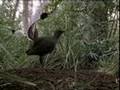Lyrebird