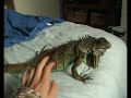 Iguana behaviour - aggression Iguana behaviour - aggression