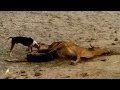 puttalamonline video