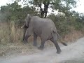 Elephant Charging Elephant Charging