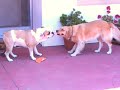 Watch 'Arrastrando a un English Bulldog'