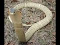 Video de culebras: Las 10 culebras más venenosas del mundo