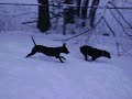 Crazy Horse and Jamima 2009-12-20 001.avi