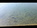 近くの津久見川に群れる、チヌ（黒鯛？）と思われる魚 - YouTube