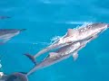 Dolphins off Na Pali Coast