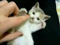 Itty Bitty Kitty