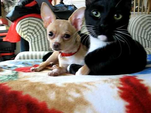 funny cat licks dog.