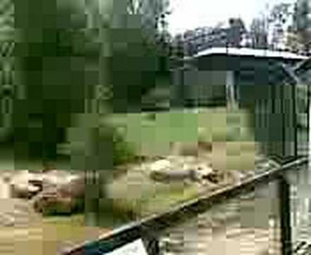 tigon