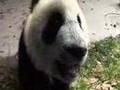 Little Giants: Pandas Make You Smile