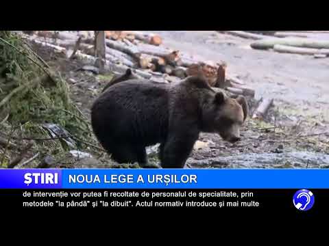 Noua lege a urșilor