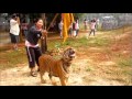tiger temple morning program