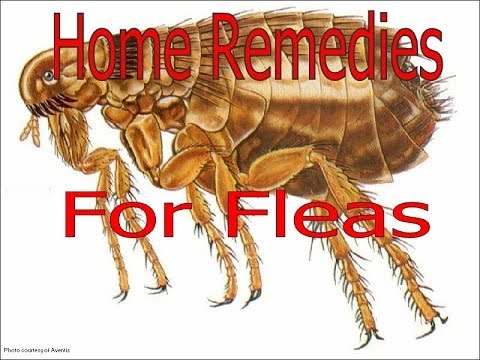 how to treat your house for fleas