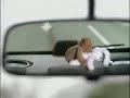 sex between animals