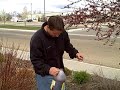 How to apply Dr JimZ Save a Tree Fertilizer