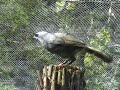 Kokako Video Kokako Video