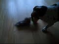 Jess! the killer dog :]