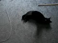 My cat panting like a dog
