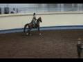 GN Classic Pleasures Saddle Stallions and Geldings under 15. 1