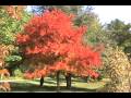 Last look at fall colors 2009