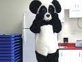 Panda Seasons Panda Seasons