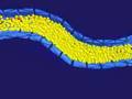 Interaction of Fluids with Deformable Solids