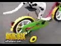 Perro Ciclista ( increible!)