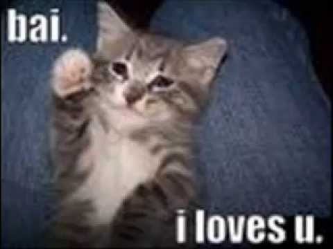 Funnt Cats Part 1