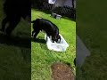 Sprocker Spaniel Digging Water