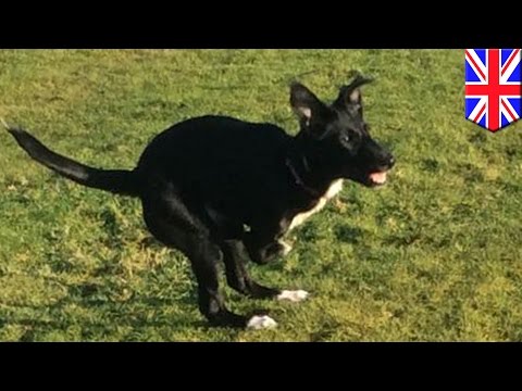 Dog with two legs: Rescue Safe kangaroo dog Roo seeks donations for animal physical therapy