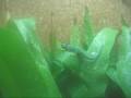 videos de Blau trinkt