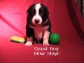 Puppy Photo Shoot