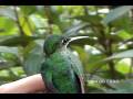 Green-crowned Brilliant, (Heliodoxa jacula)