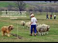 Herding 101 Tending Style for Briards and other dogs