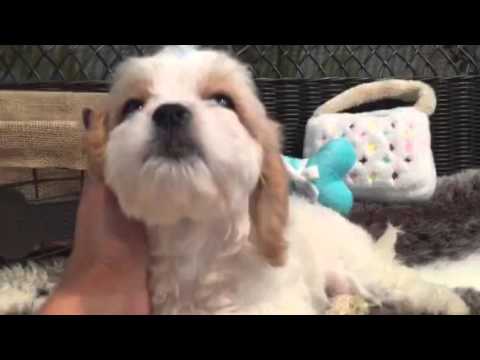 SO SWEET AND CUDDLY CAVAPOO FEMALE PUPPY!