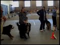 Denver Dog Show Rally Obedience