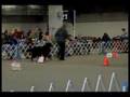 Denver Dog Show Rally Obedience