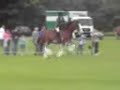 Aberdeen Clydesdale Show