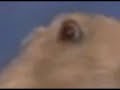 La Ardilla Dramática ( Dramatic Chipmunk )