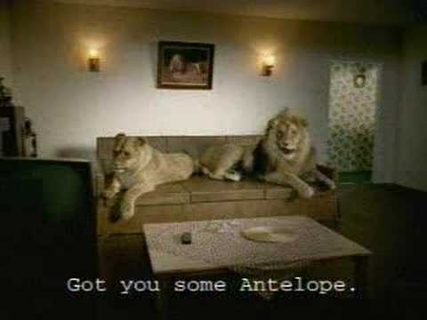Funny lion Sex video. Śmieszny filmik o lwach ;p Funny lion Sex video. Śmieszny filmik o lwach ;p